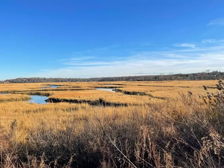 Funds awarded to support a healthier, more resilient Crab Meadow marsh