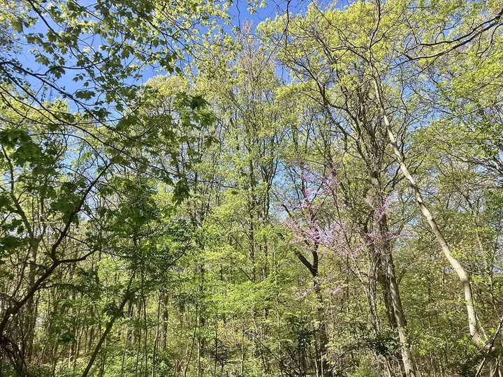 Walks in the Woods: Knolls Park and the Barbara Frost Trail