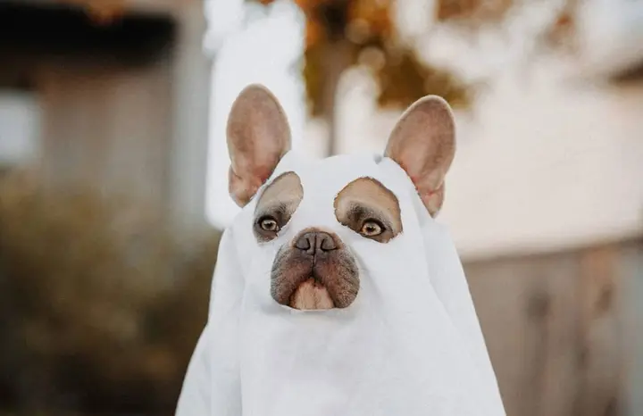 Dress up: Howl-Ween Pet Pawrade coming to Northport Village