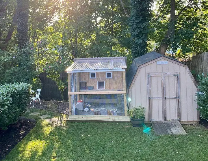 Northport Village proposes new local law regarding chickens, ducks and other birds