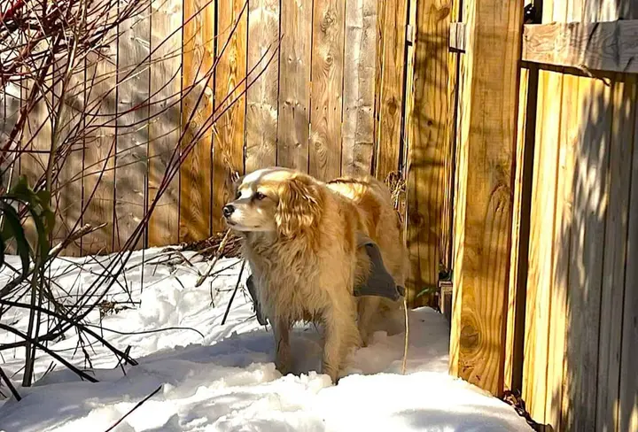 Daisy the missing dog found safe after 19 days in snowy and cold conditions
