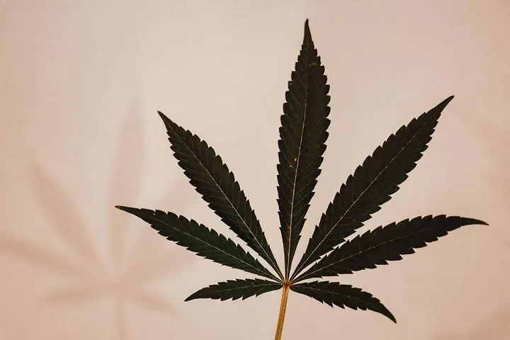Village Board intends to opt out of cannabis sales and onsite consumption establishments, public hearing on local law takes place next week