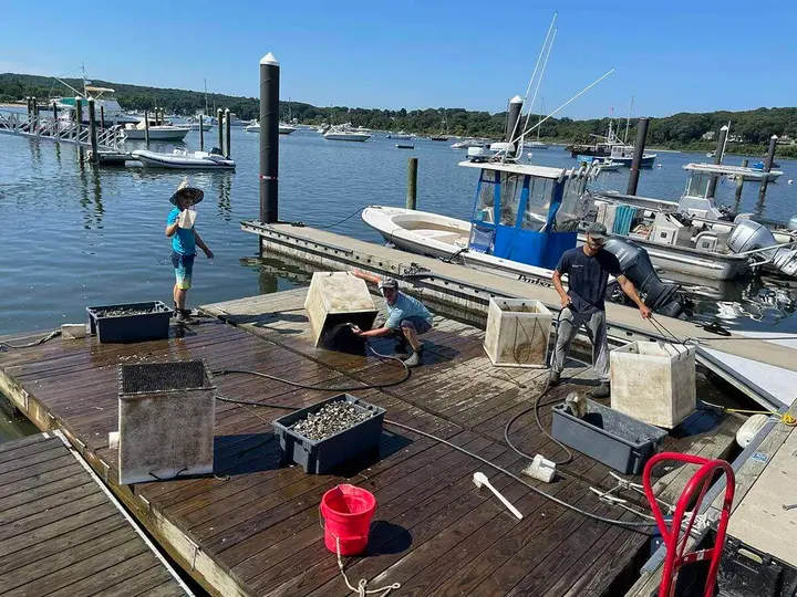 Second round of FLUPSY oysters added to Northport Harbor