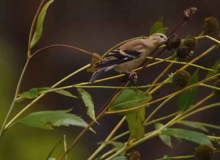 How to make your fall cleanup pollinator-friendly