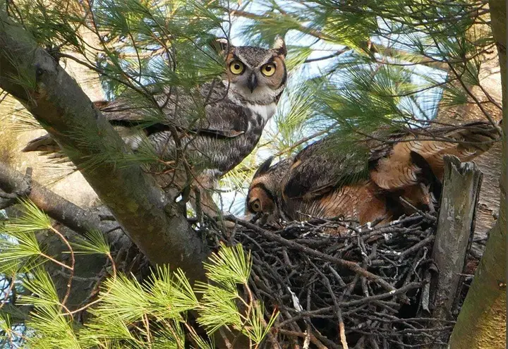 Great horned owls raising owlets near main Northport road