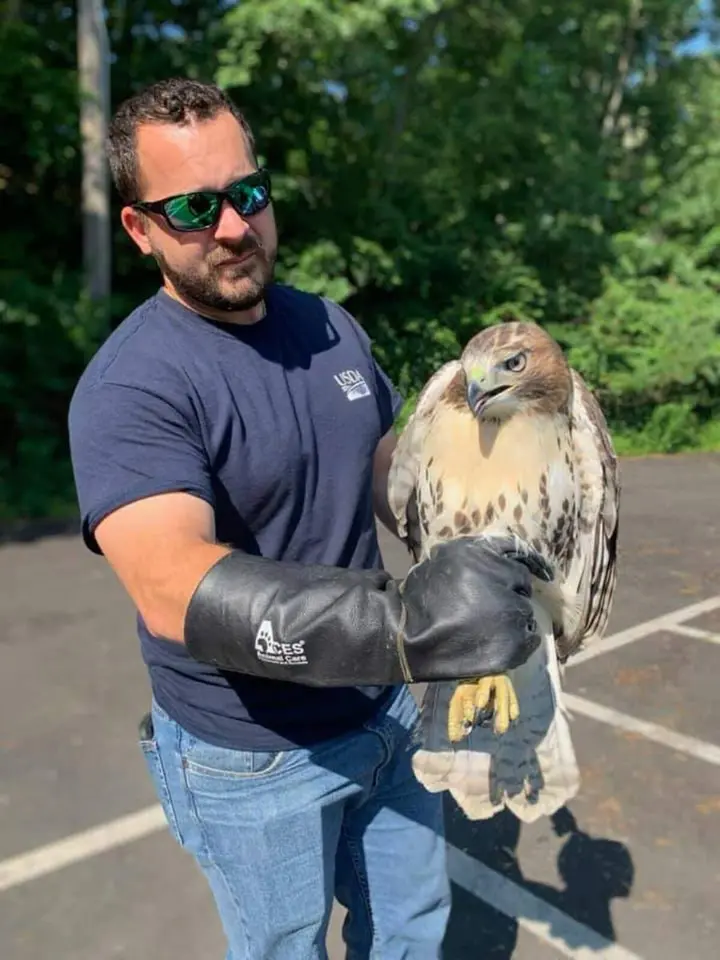 After three Main Street attacks on humans, red-tailed hawk is captured and relocated by USDA Wildlife Services