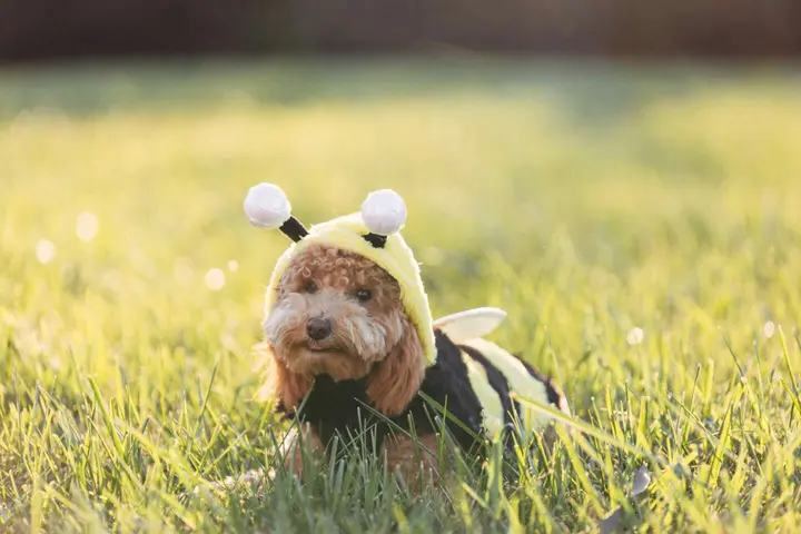 Howl-Ween Pet Paw-rade returns to Northport Village