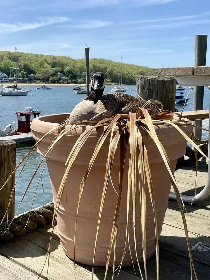 Mother goose lays eggs, awaits goslings at Seymour's Boatyard