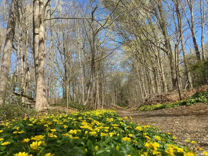 Walks in the Woods: Northport Rail Trail