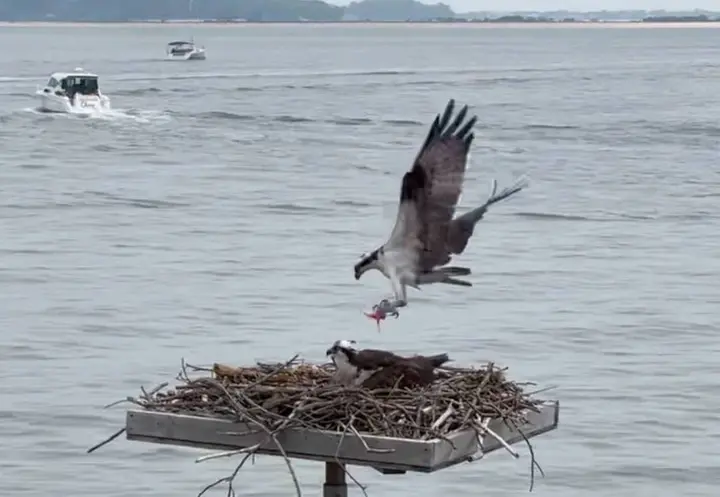 Oh babies! Huntington Lighthouse osprey couple deliver with the birth of three chicks