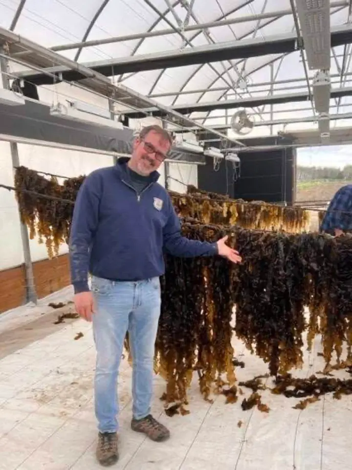 Town of Huntington finishes first successful year of sugar kelp program