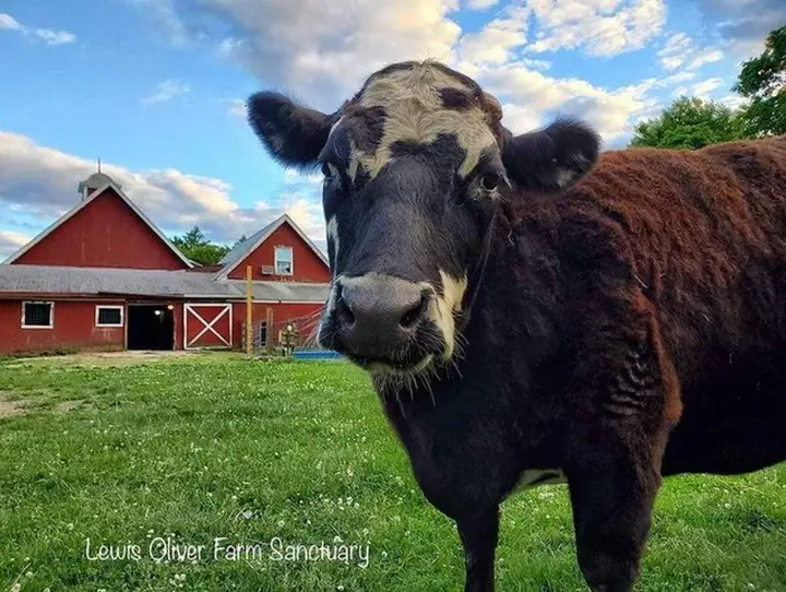 Double Cow Harbor dollars: Team Annabelle looks to reach fundraising goal by the finish line