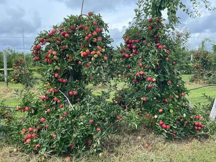 Out of town: U-pick at Windy Acres Orchard convenient and fun for families